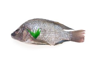 Poisson frais