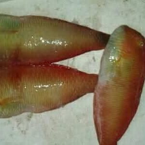 Poisson seafoodSN