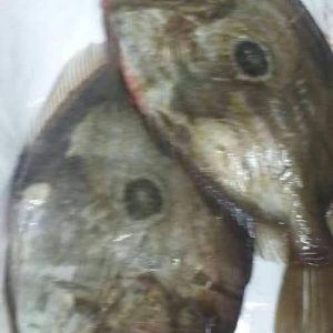 Poisson Saint pierre