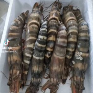 Crevette camaron