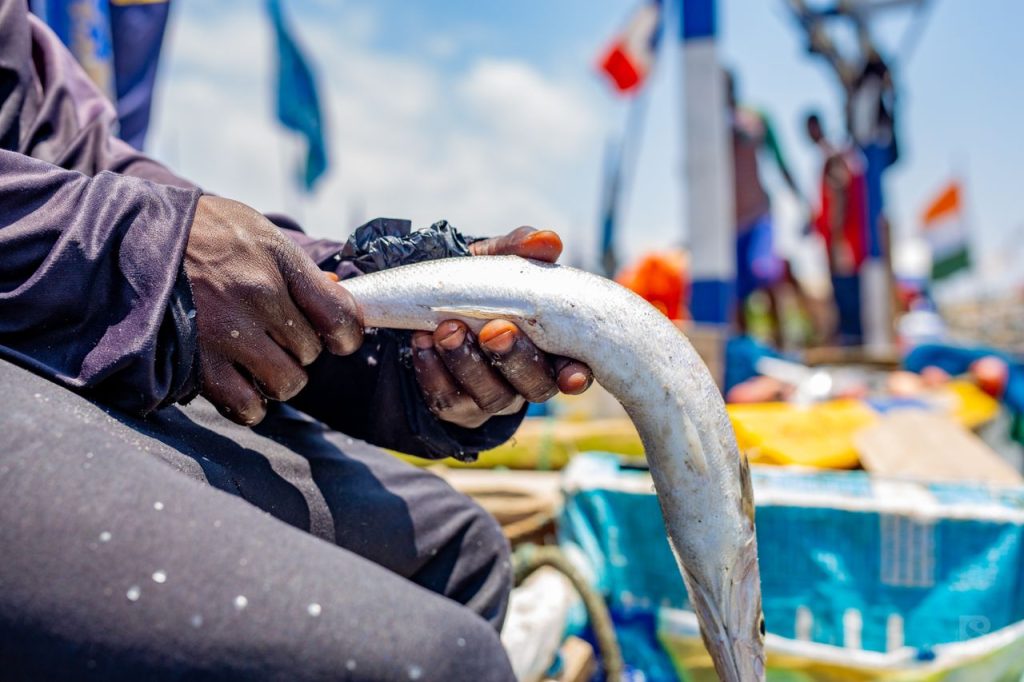 Vibrant image of a fisherman holding a freshly caught fish on a sunny day.