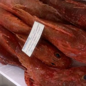 Rascasse Rouge