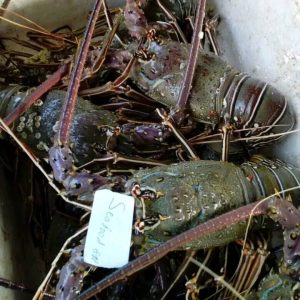 Langoustes